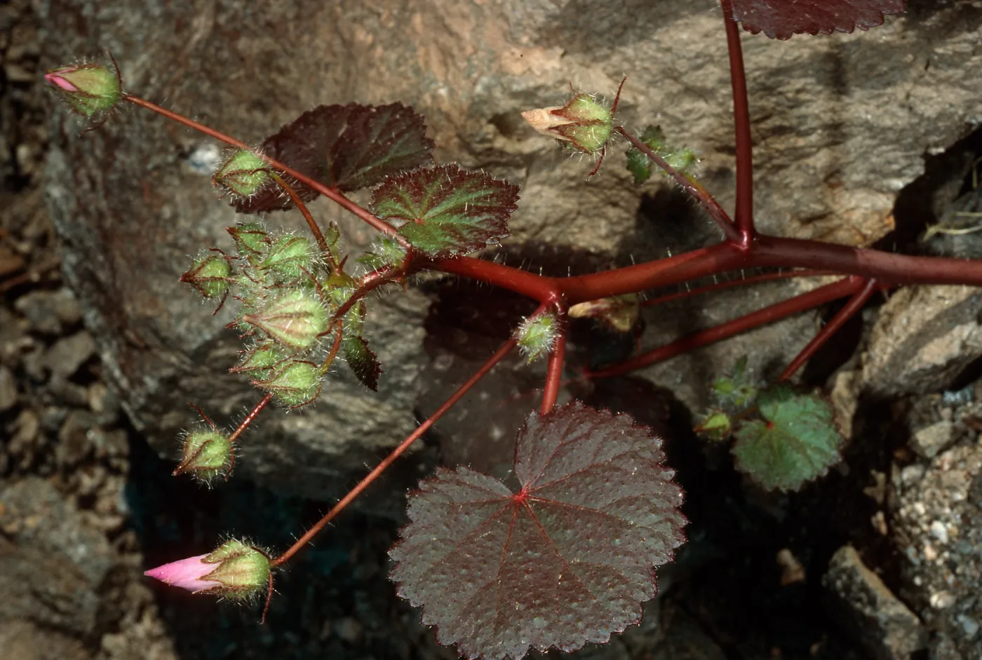Eremalche rotundifolia, Box Canyon, Coachella Valley