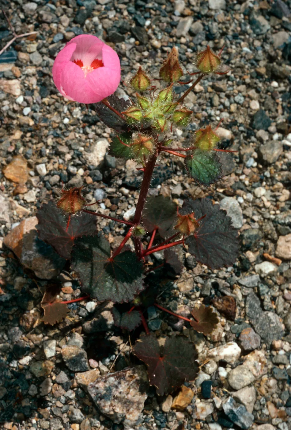 Eremalche rotundifolia, Panamint Mountains, Mojave Desert