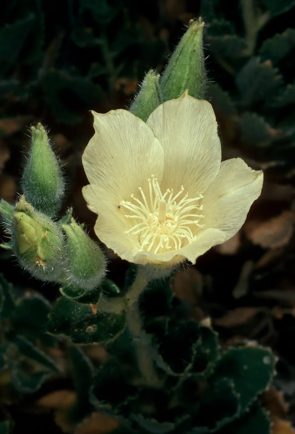 Eucnide urens, Cottonwood Canyon, Death Valley