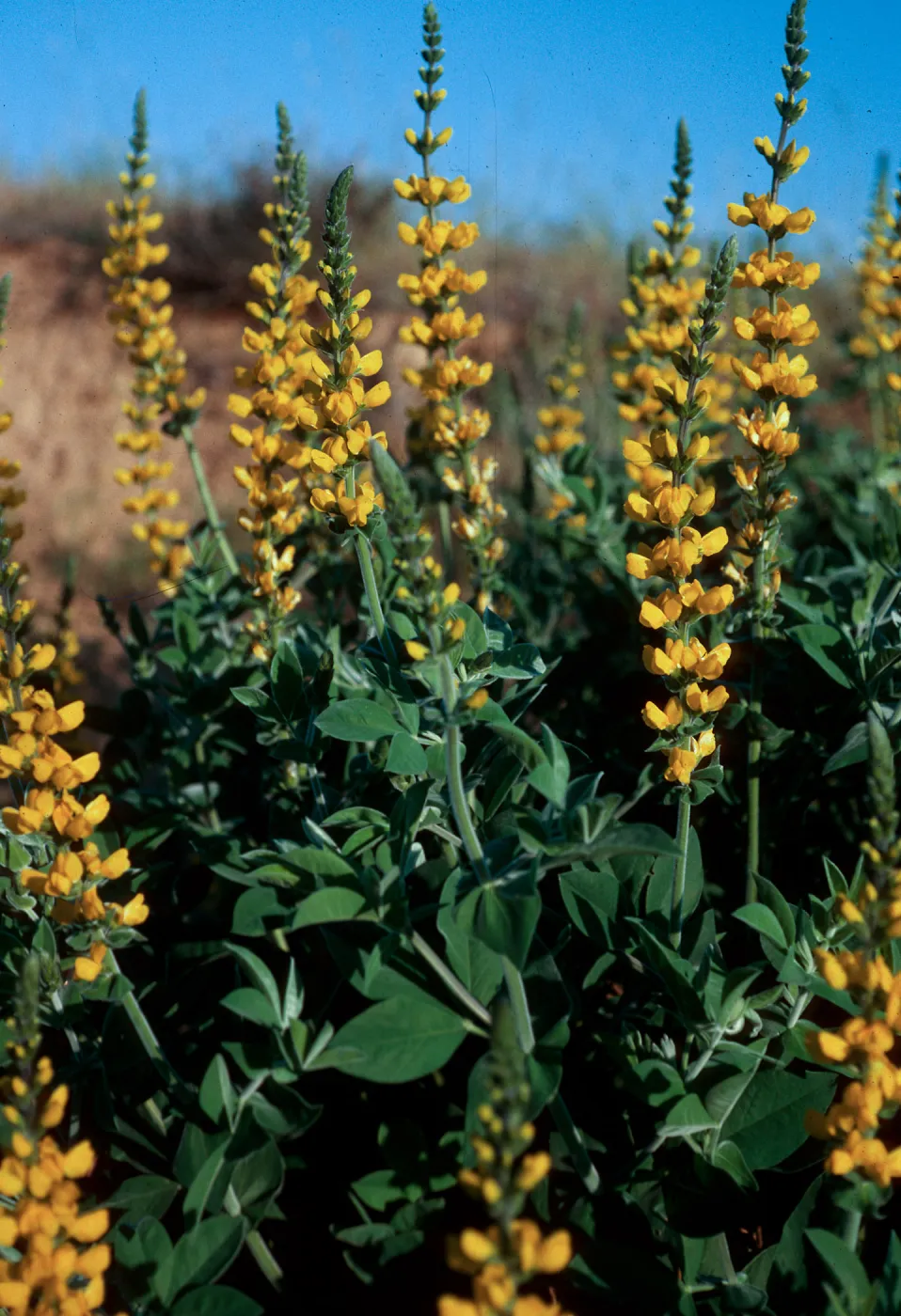 Thermopsis macrophylla agnina, Camino Cielo