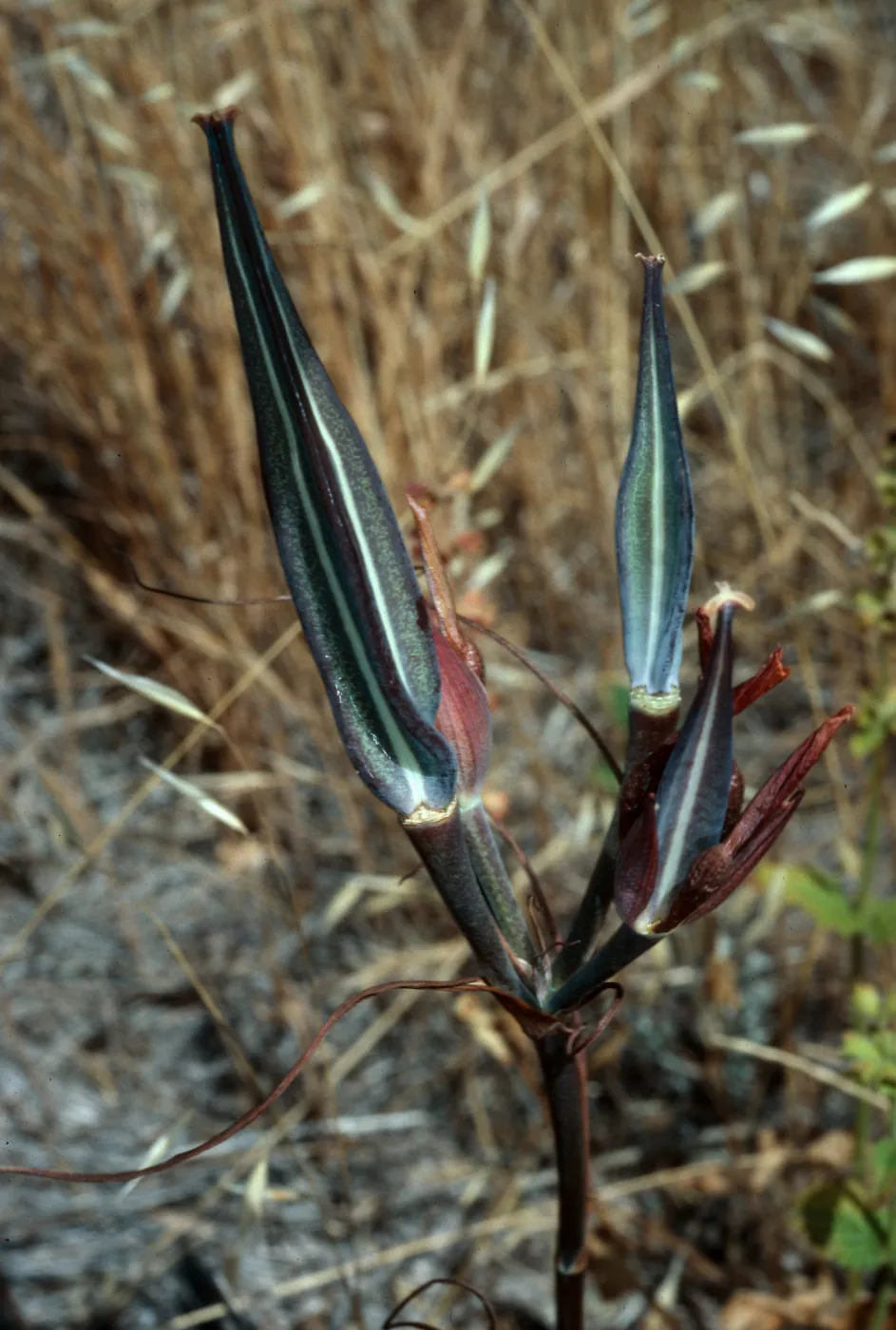 Calochorus clavatus, Cuesta ridge, San Luis Obispo County