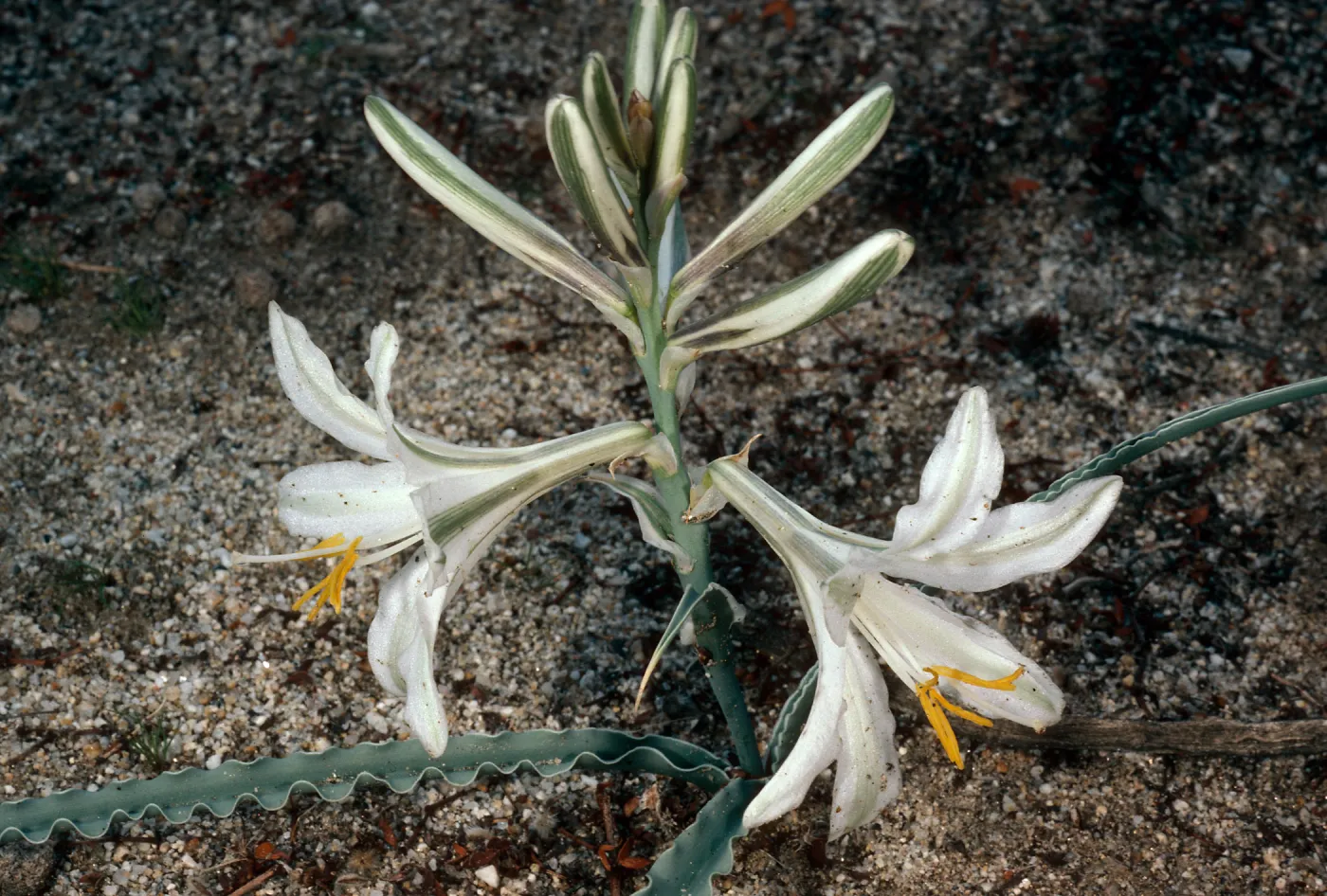 Hesperocallis undulata, Anza-Borrego