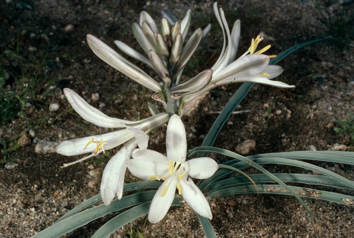 Hesperocallis undulata, Anza-Borrego