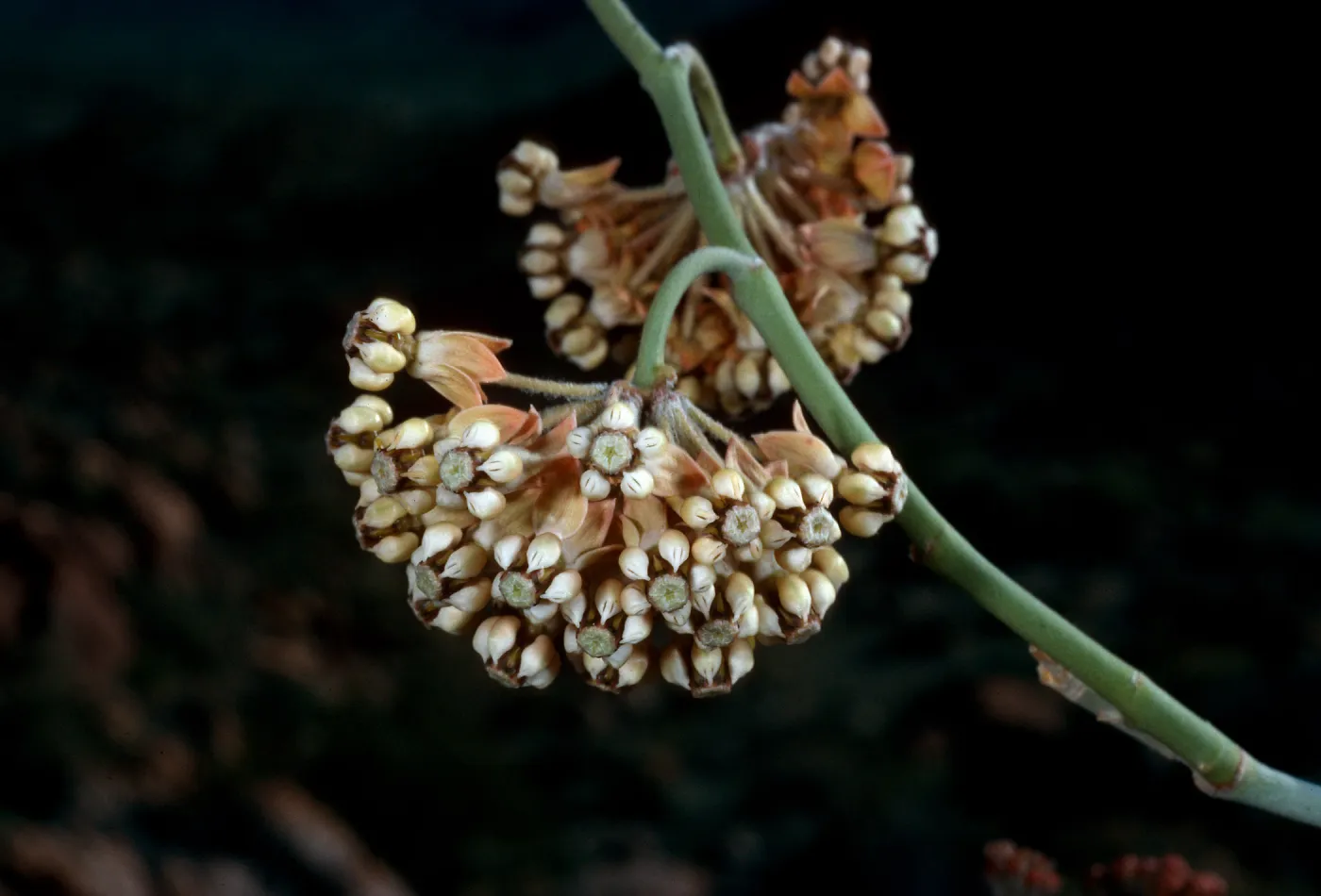 Asclepias albicans, Torote Bowl Trail, Anza- Borrego