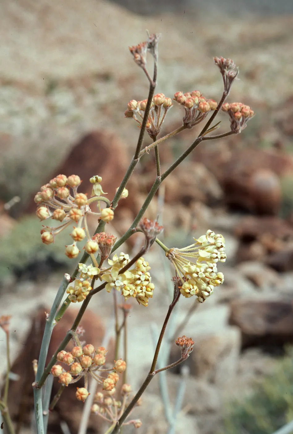 Asclepias albicans, Anza-Borrego