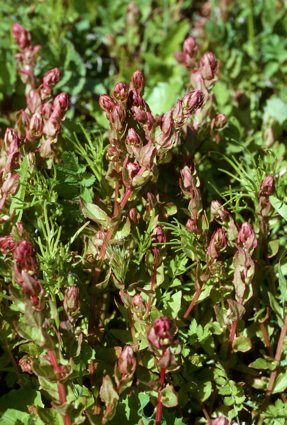 Aphanisma blitoides, Cat Canyon, Santa Barbara Island