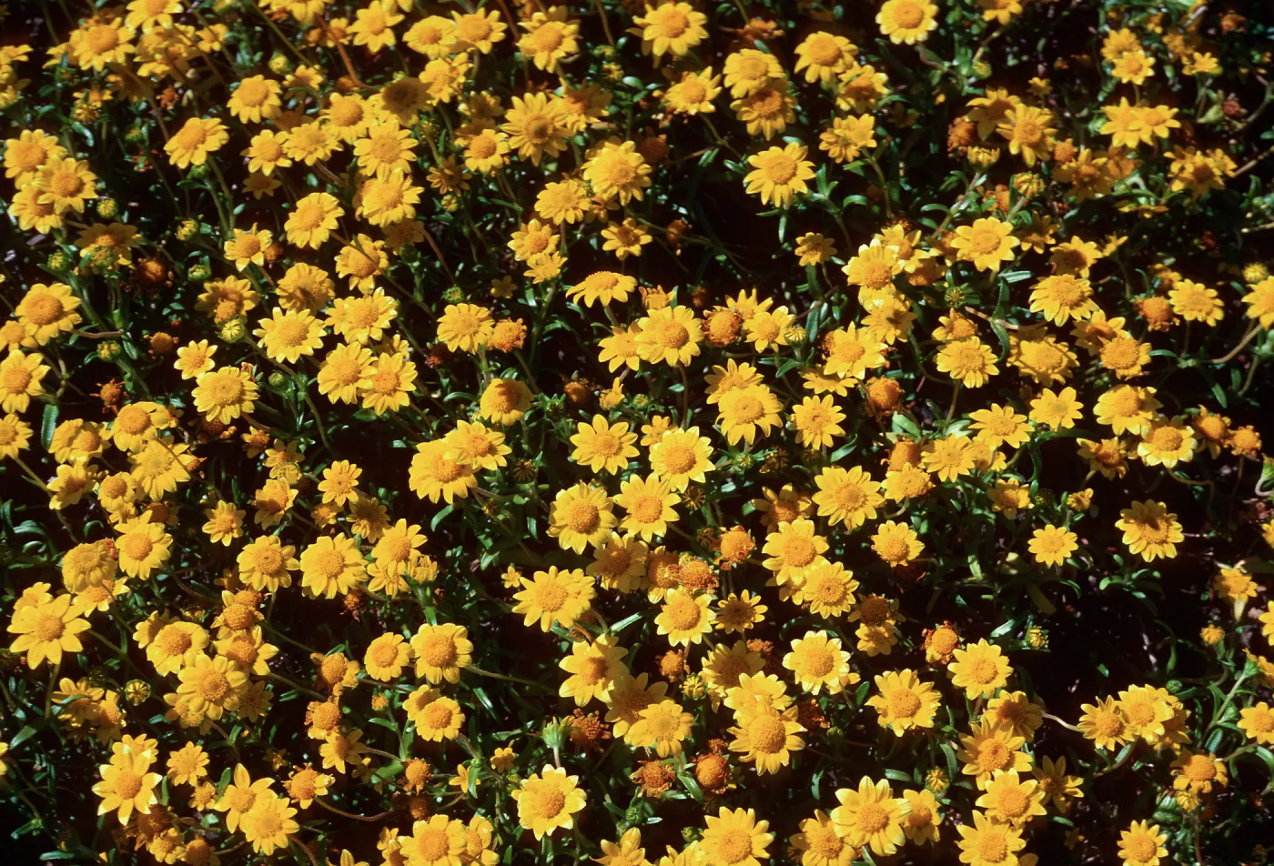 Lasthenia californica, Santa Barbara Island