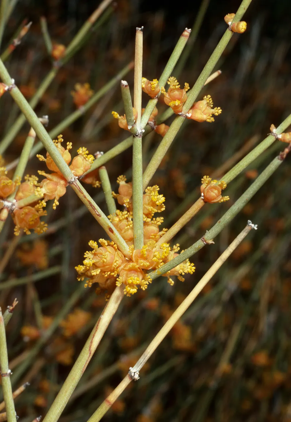 Ephedra ♂, Backus Road on way to Mojave