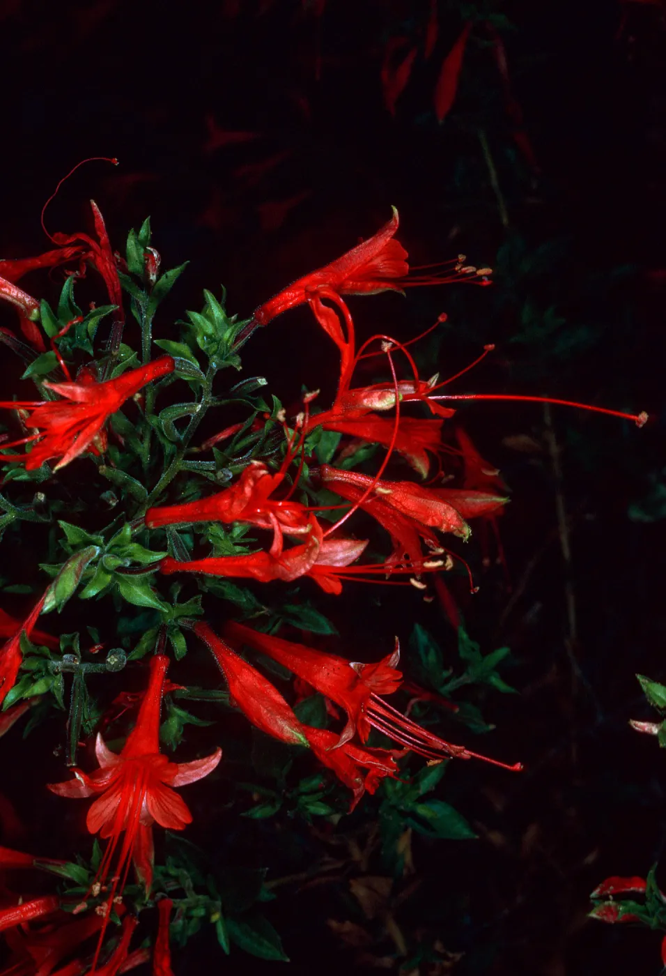 Epilobium canum (=Zaushcneria californica), near Live Oak tank, Joshua Tree