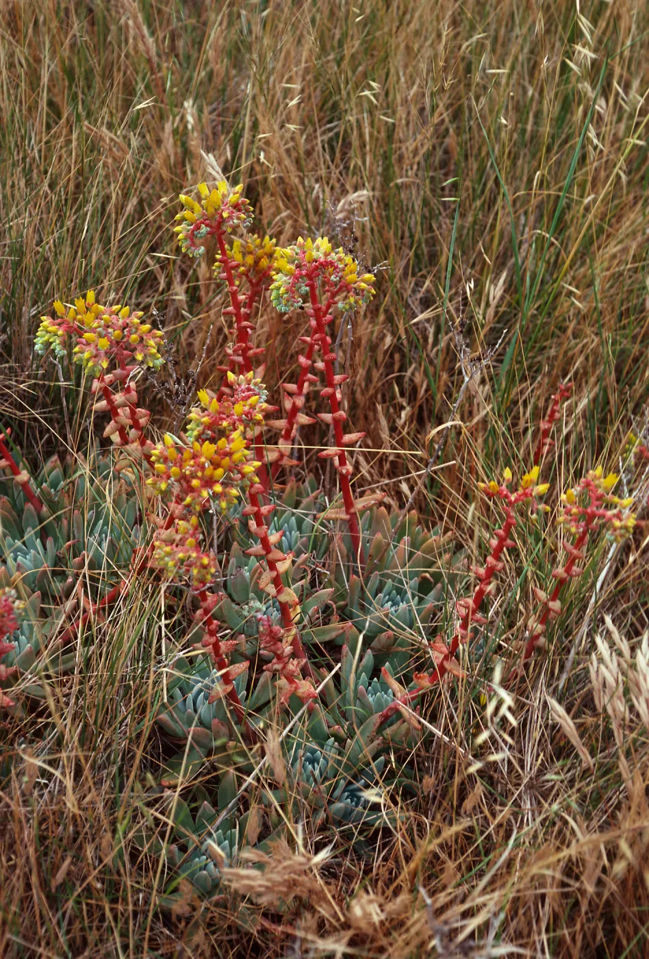 Dudleya caespitosa, just East of West terrace, West Anacapa Island
