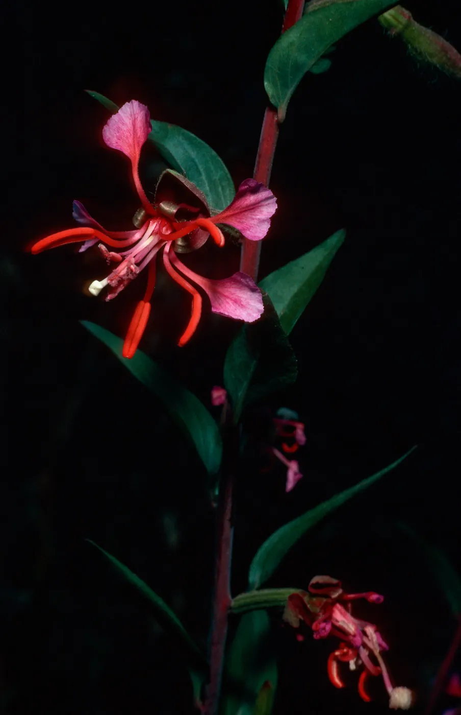 Clarkia unguiculata, Refugio Canyon, Santa Barbara County