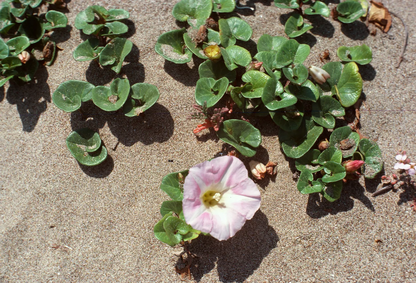 Calystegia soldanella, Montaña de Oro State Park, Los Osos
