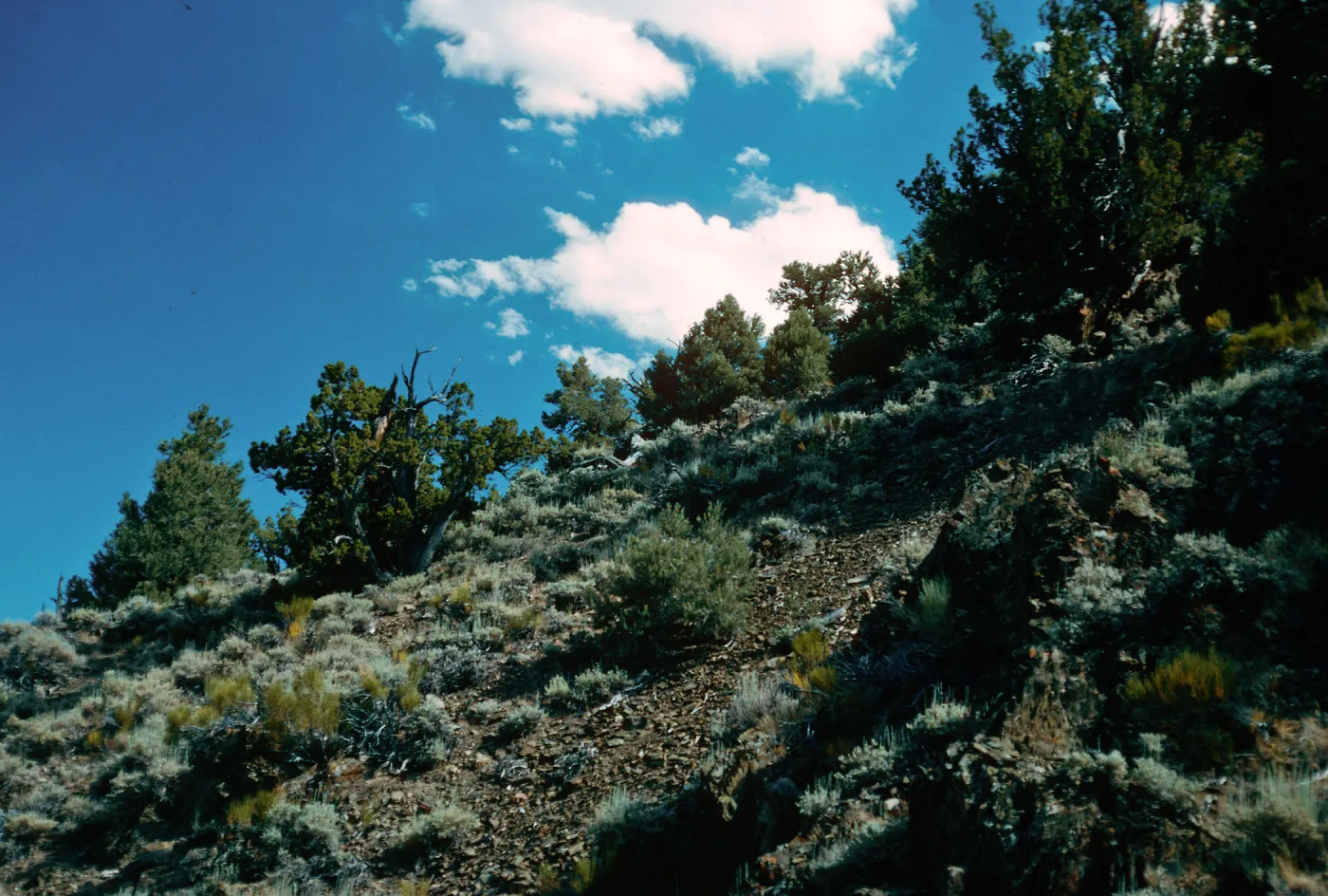 Pinyon/Junipers, Westgard Pass, White & Inyo Mountains