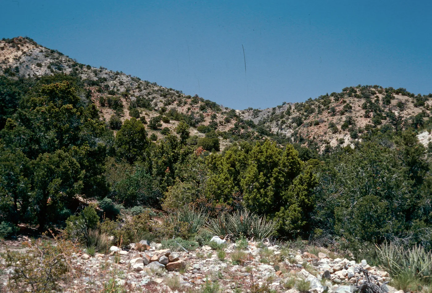Pinyon-Juniper Woodland, Keystone Canyon, New York Mountains, Mojave National Reserve, San Bernardino County