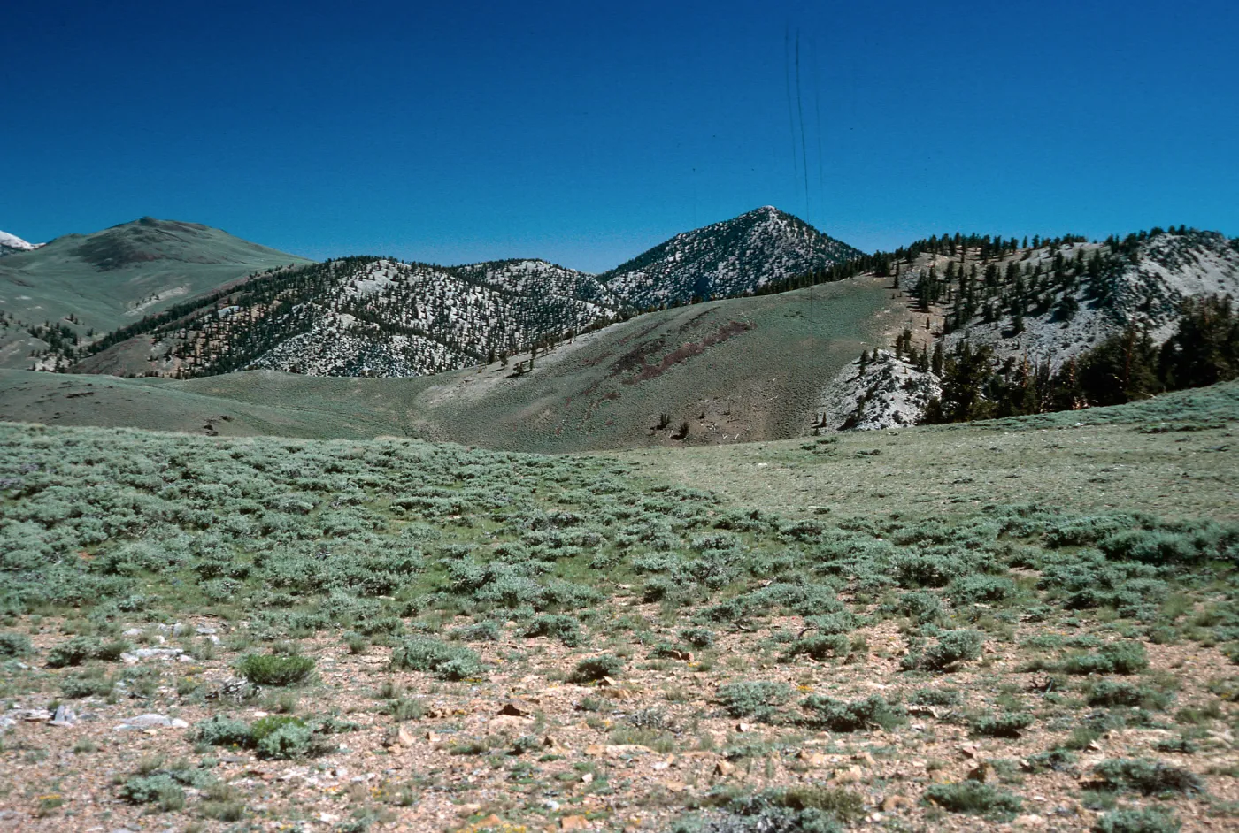 Sagebrush/Bristlecone contact, North of Schulman Grove, White Mountains, near Bishop, California