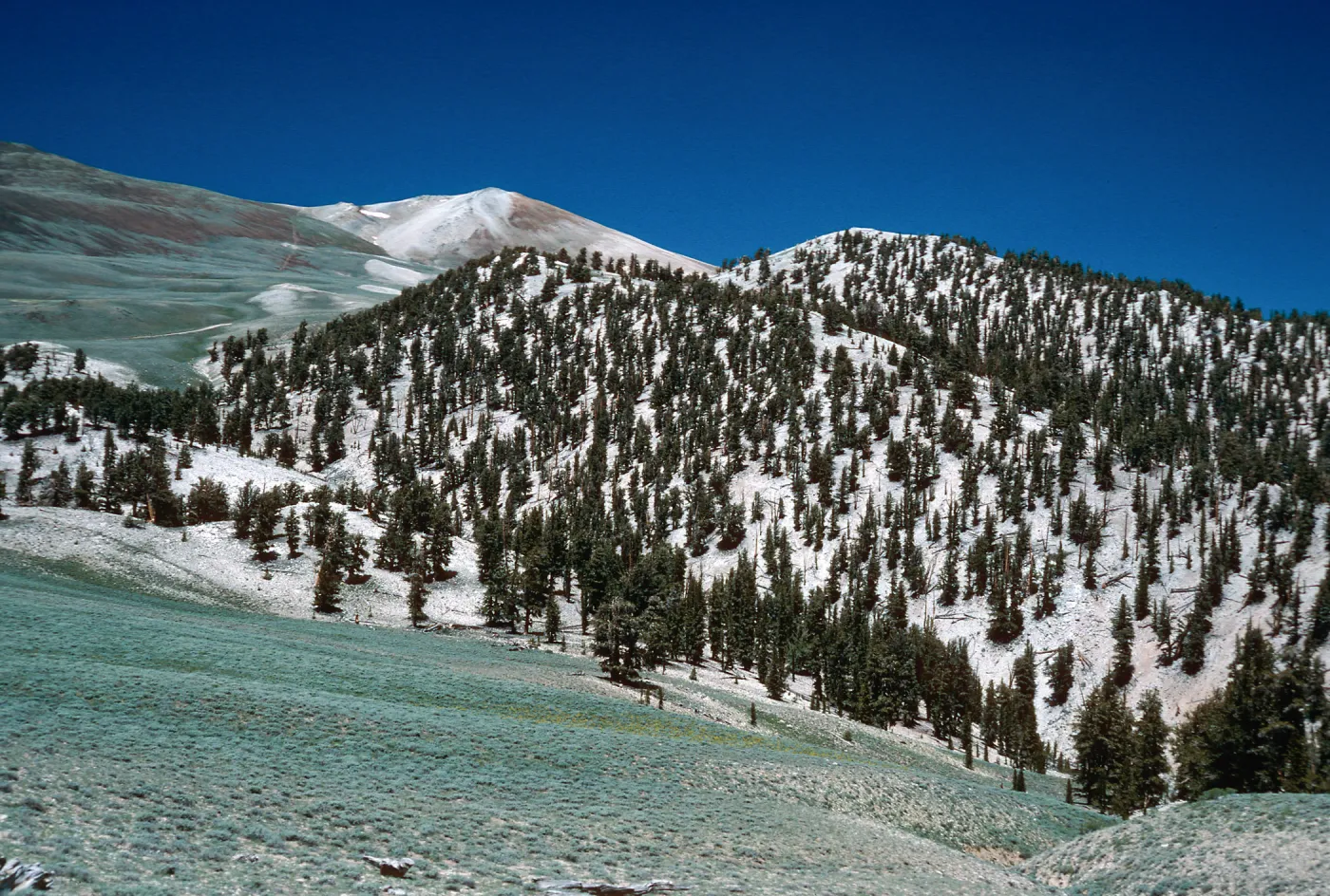 Sagebrush/Bristlecone contact, head of Wyman Canyon, White Mountains