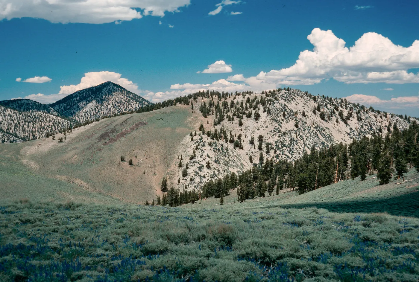 Sagebrush/Bristlecone contact, North of Schulman Grove, White Mountains, near Bishop, California