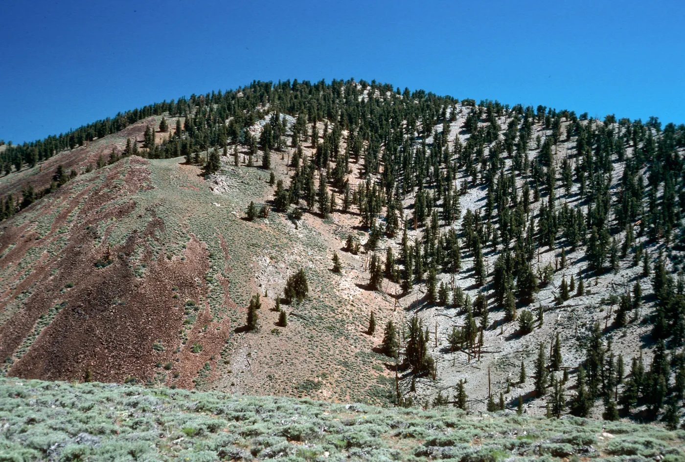 Sagebrush/Bristlecone contact, head of Wyman Canyon, White Mountains