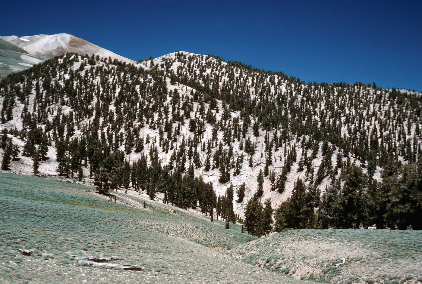 Bristlecones on dolomite, White Mountains