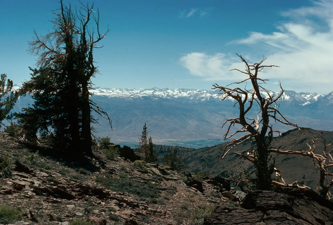 view of Sierra Nevada, White Mountains