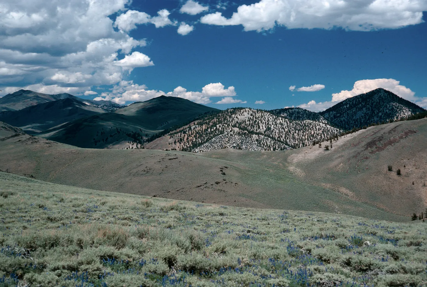 bristlecones on slopes/sagebrush w/Lupinus, White Mountains