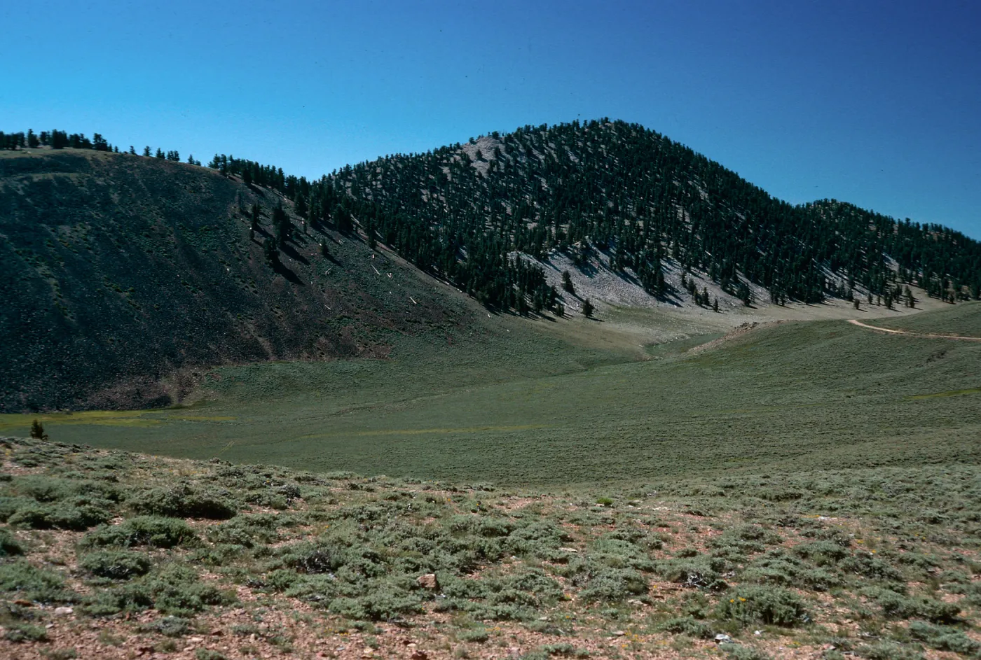 bristlecones on slopes in distance, North of Schulman Grove, White Mountains, near Bishop, California