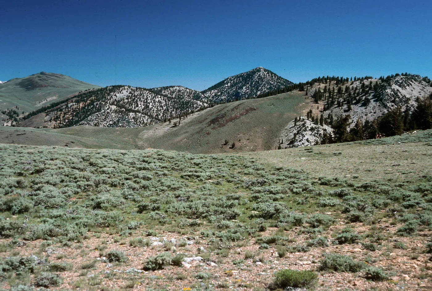Sagebrush/Bristlecone contact/ White Mountains, North of Schulman Grove, near Bishop, California