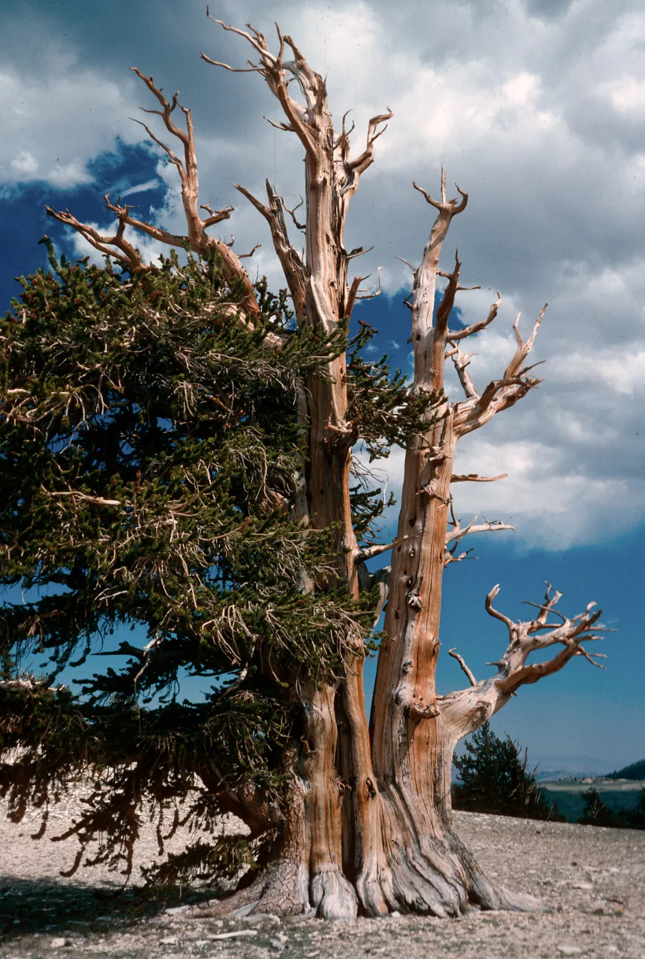 Patriarch Grove, White Mountains, Inyo National Forest