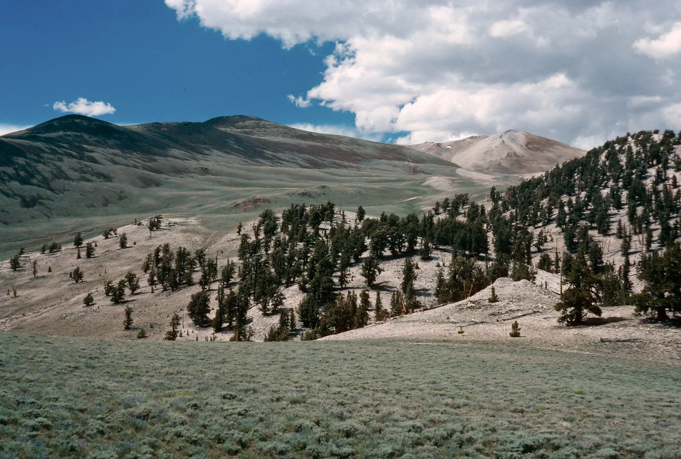 Patriarch Grove Road to White Mountains, Inyo National Forest