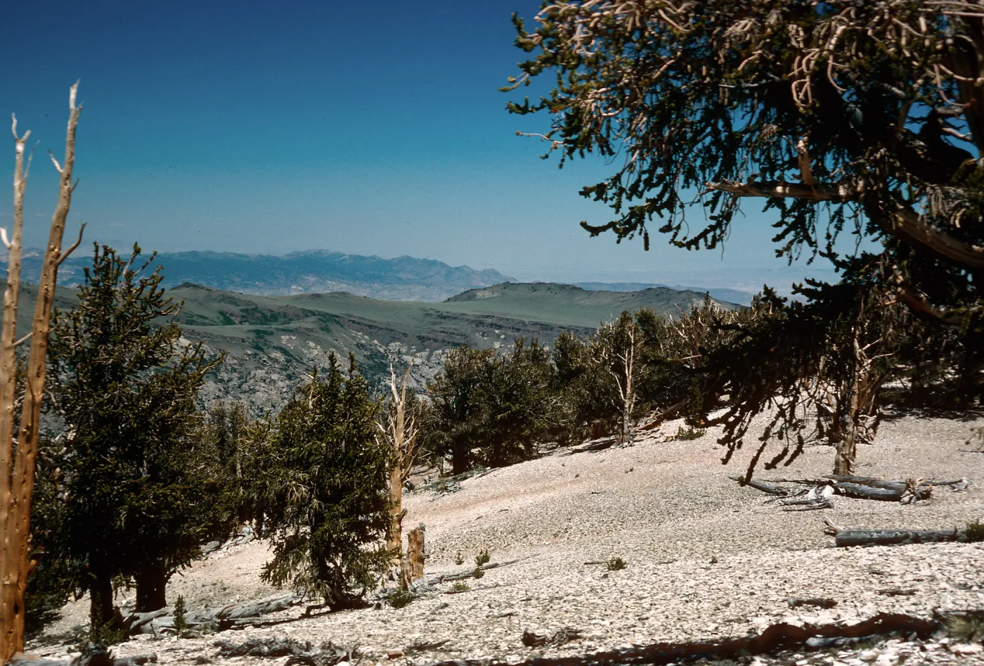 Patriarch Grove, White Mountains, Inyo National Forest