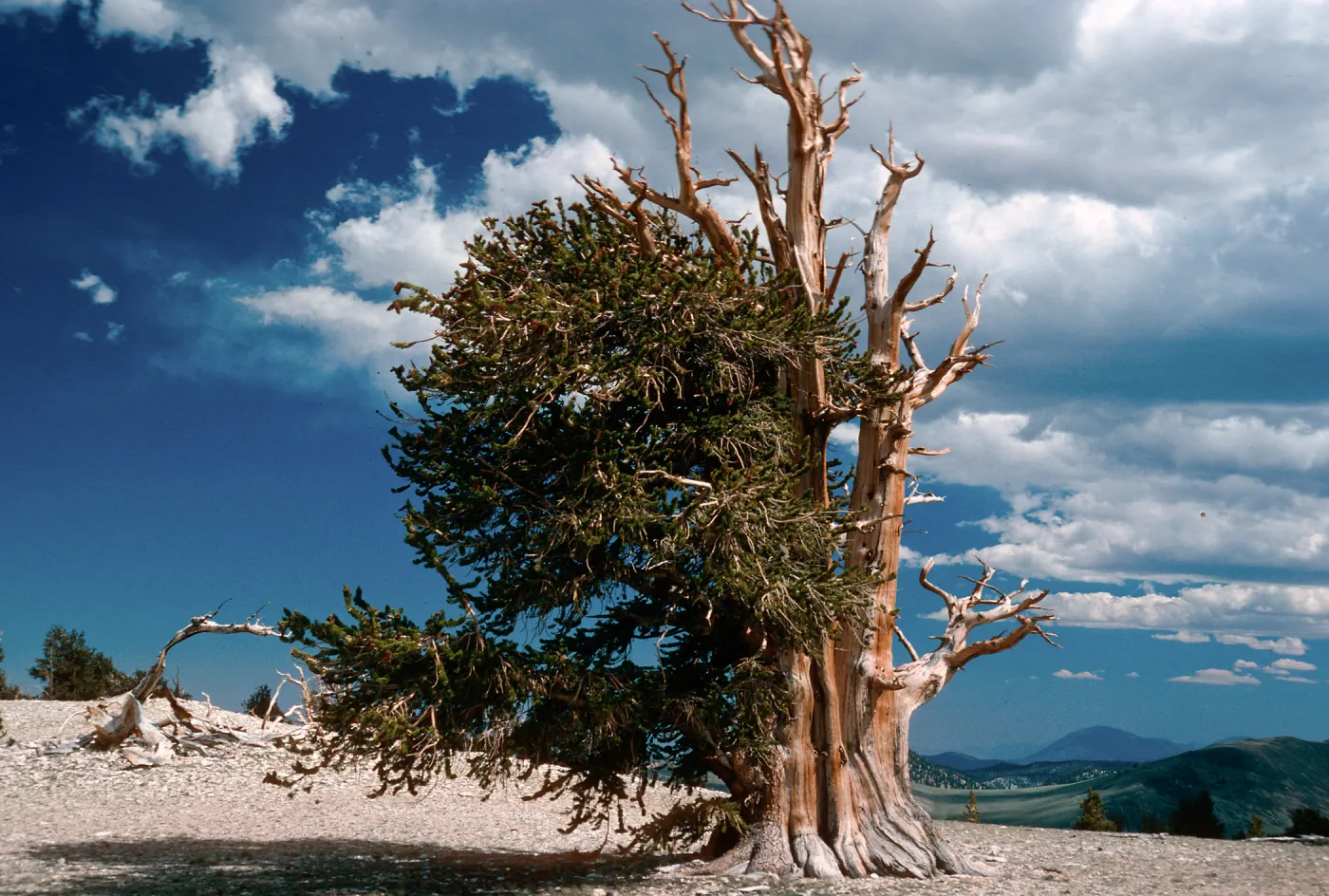 Patriarch Grove, White Mountains, Inyo National Forest
