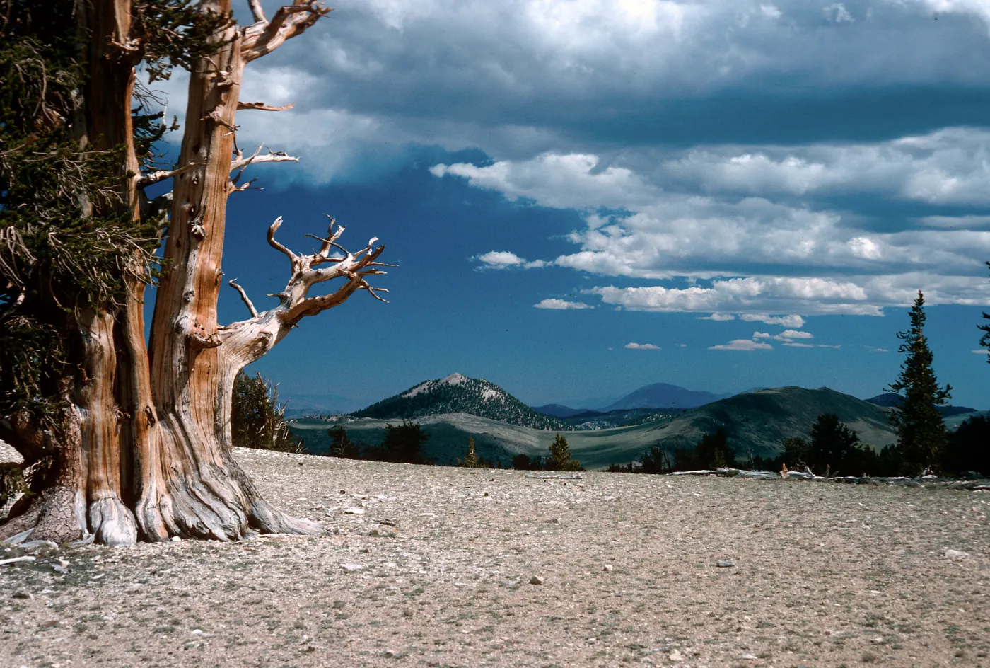 Patriarch Grove, White Mountains, Inyo National Forest