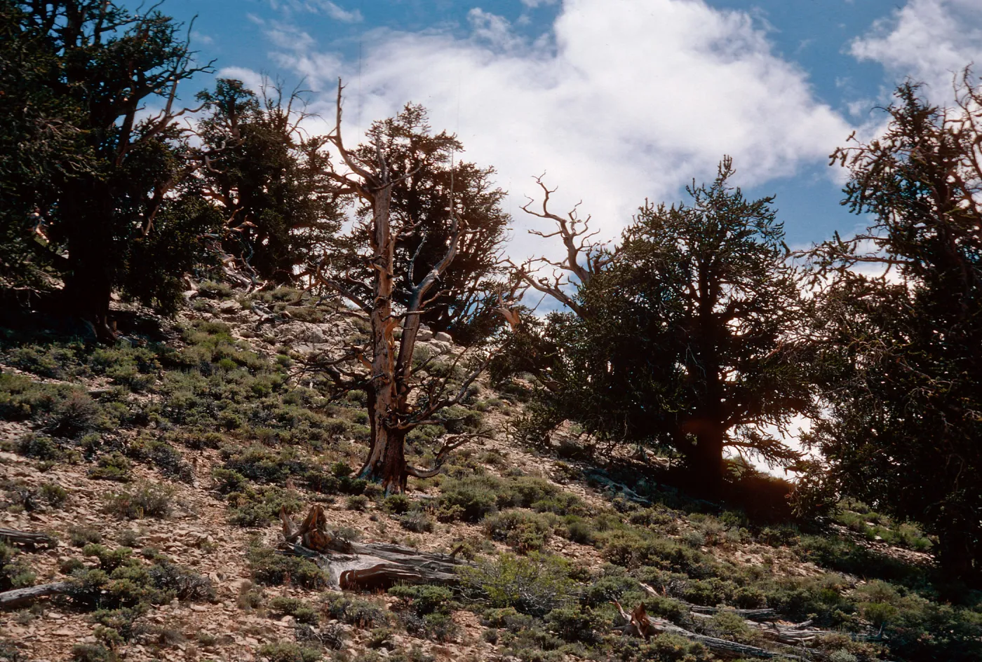 Pinus longaeva, Schulman Grove, White Mountains, near Bishop, California