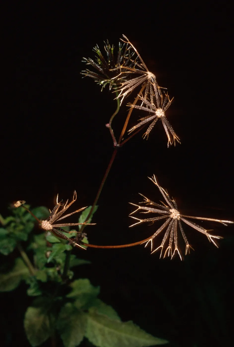 Bidens pilosa (achenes), Tunnel Road, Santa Barbara County