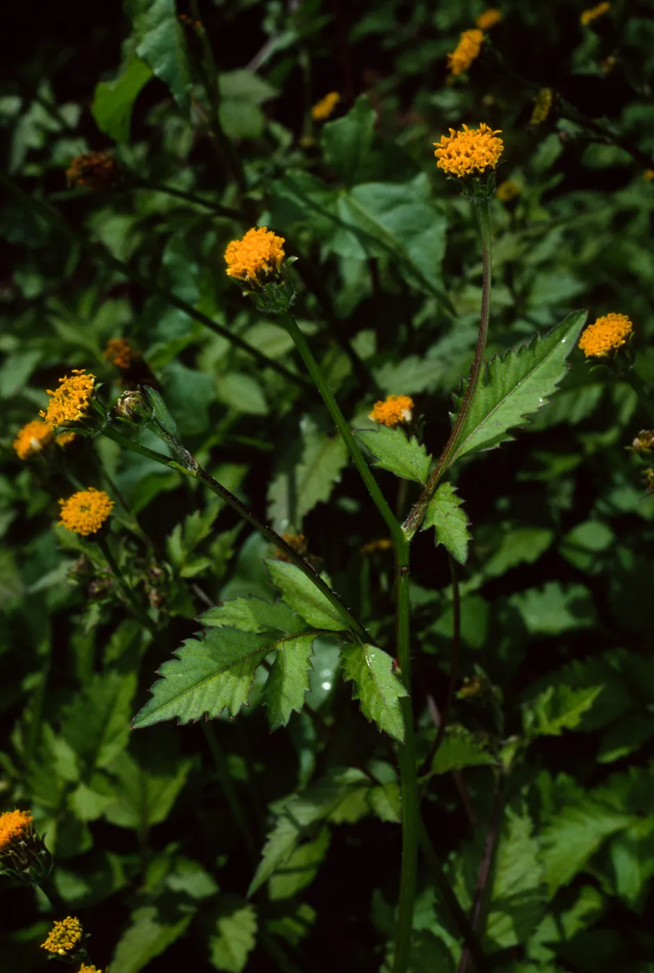 Bidens pilosa, Tunnel Road, Santa Barbara County