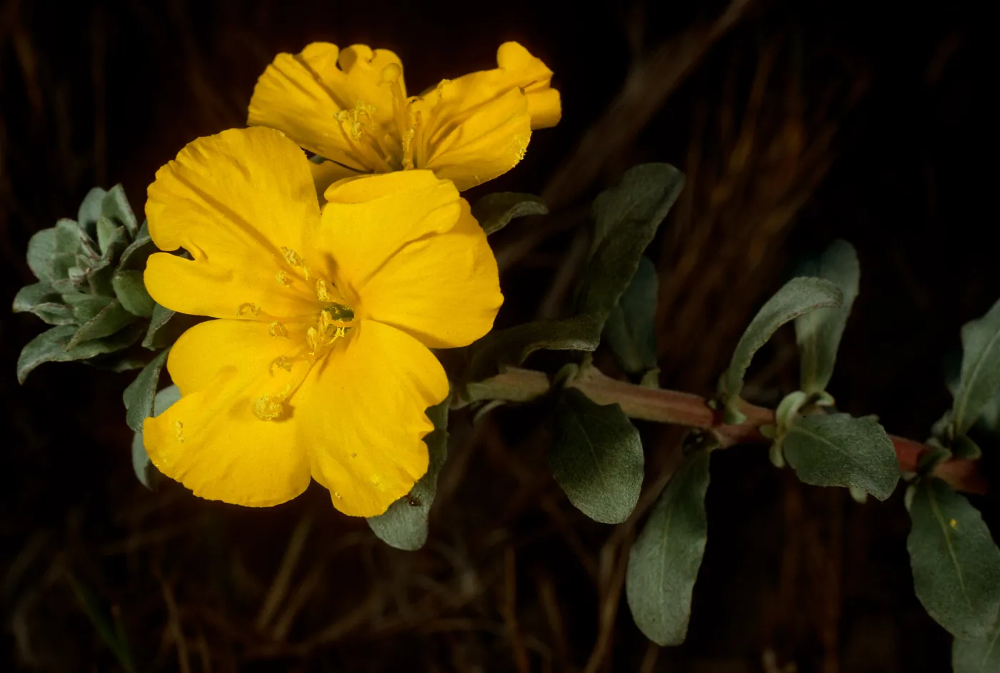Camissonia cheiranthifolia suffruticosa, Goleta Beach- UCSB campus