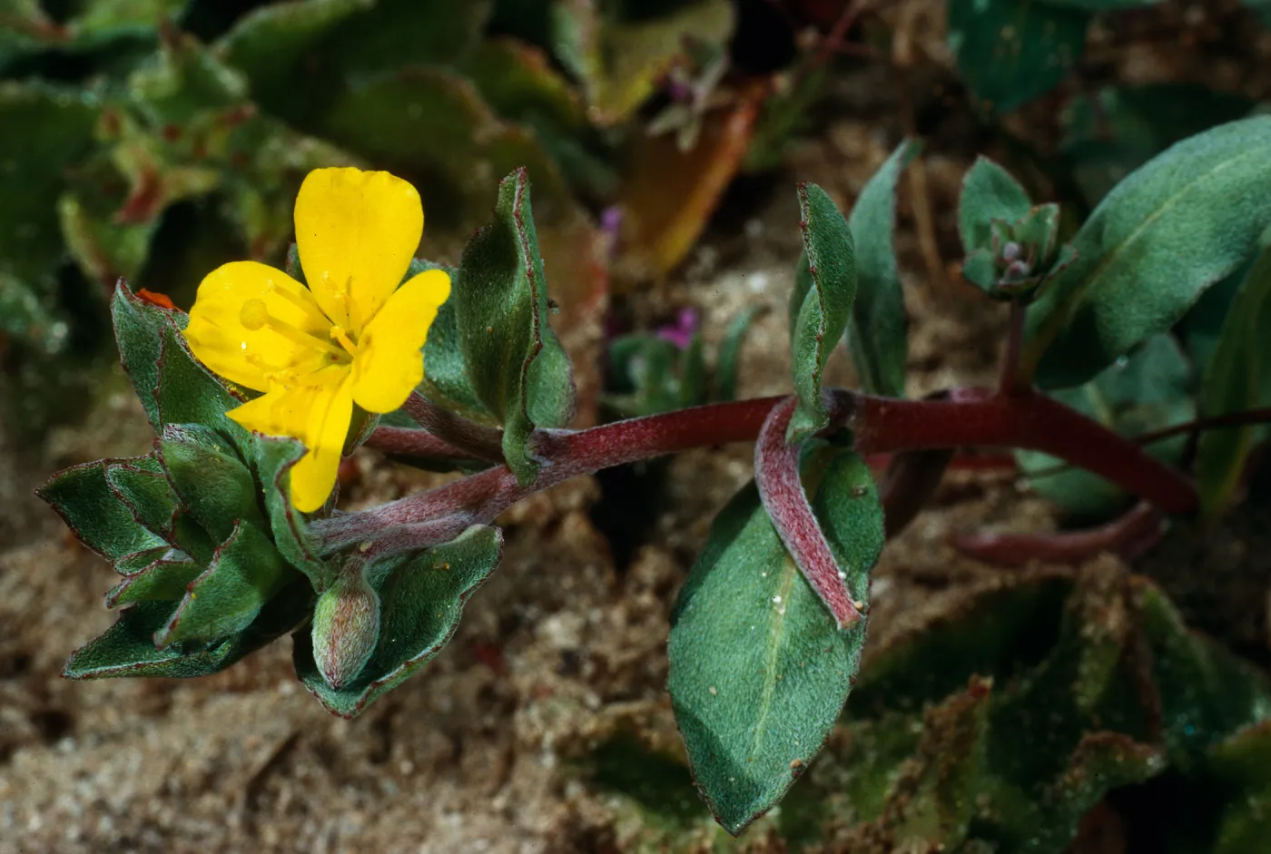 Camissonia cheiranthifolia, West of Corral Harbor, San Nicolas Island