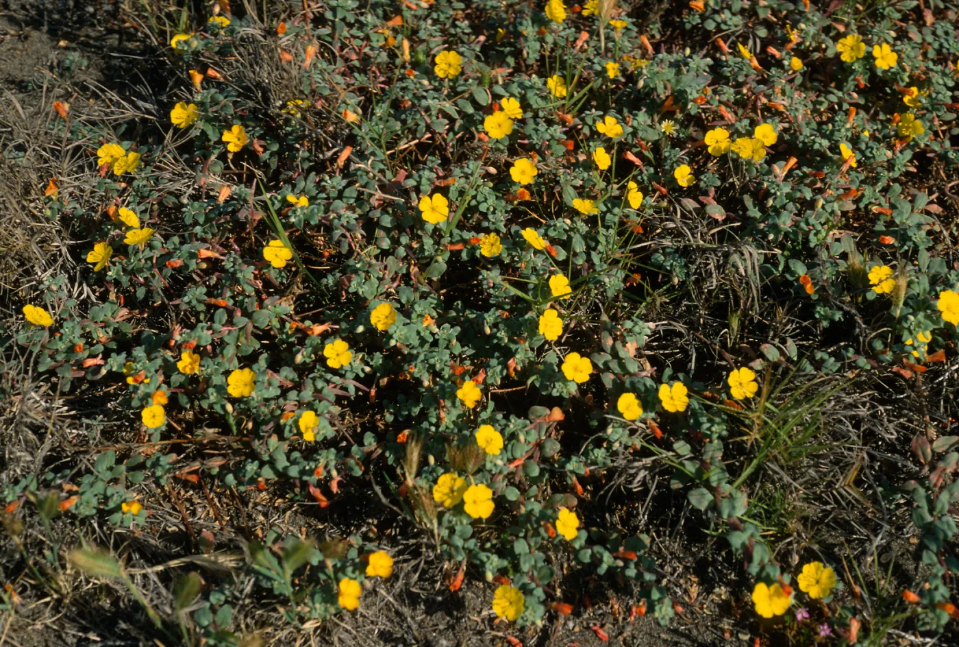 Camissonia cheiranthifolia, Christy Beach, Santa Cruz Island