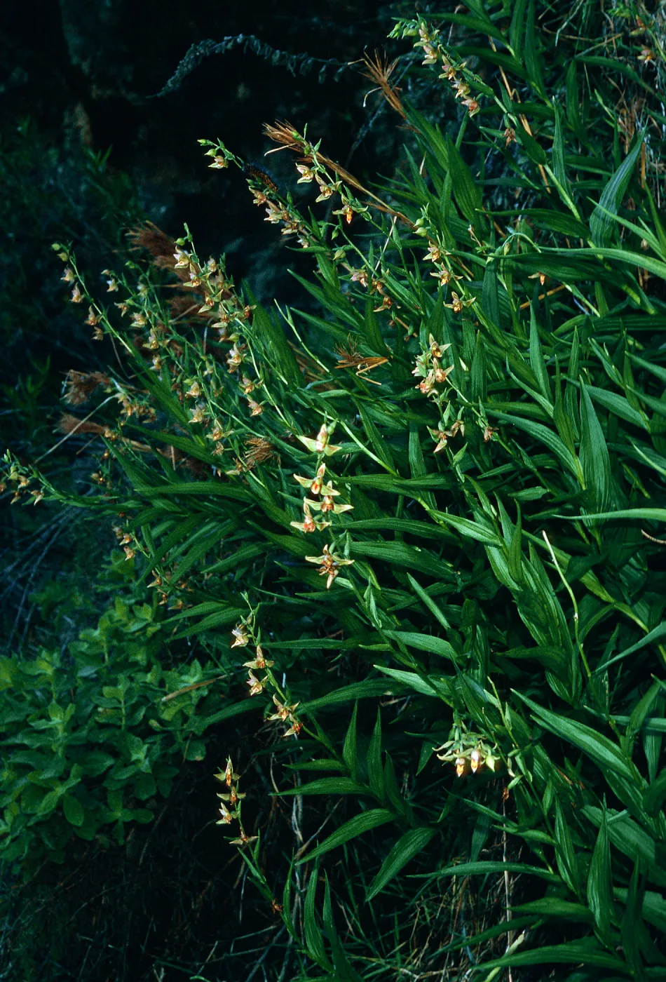 Epipactis gigantea, Cottonwood Canyon, Santa Cruz Island