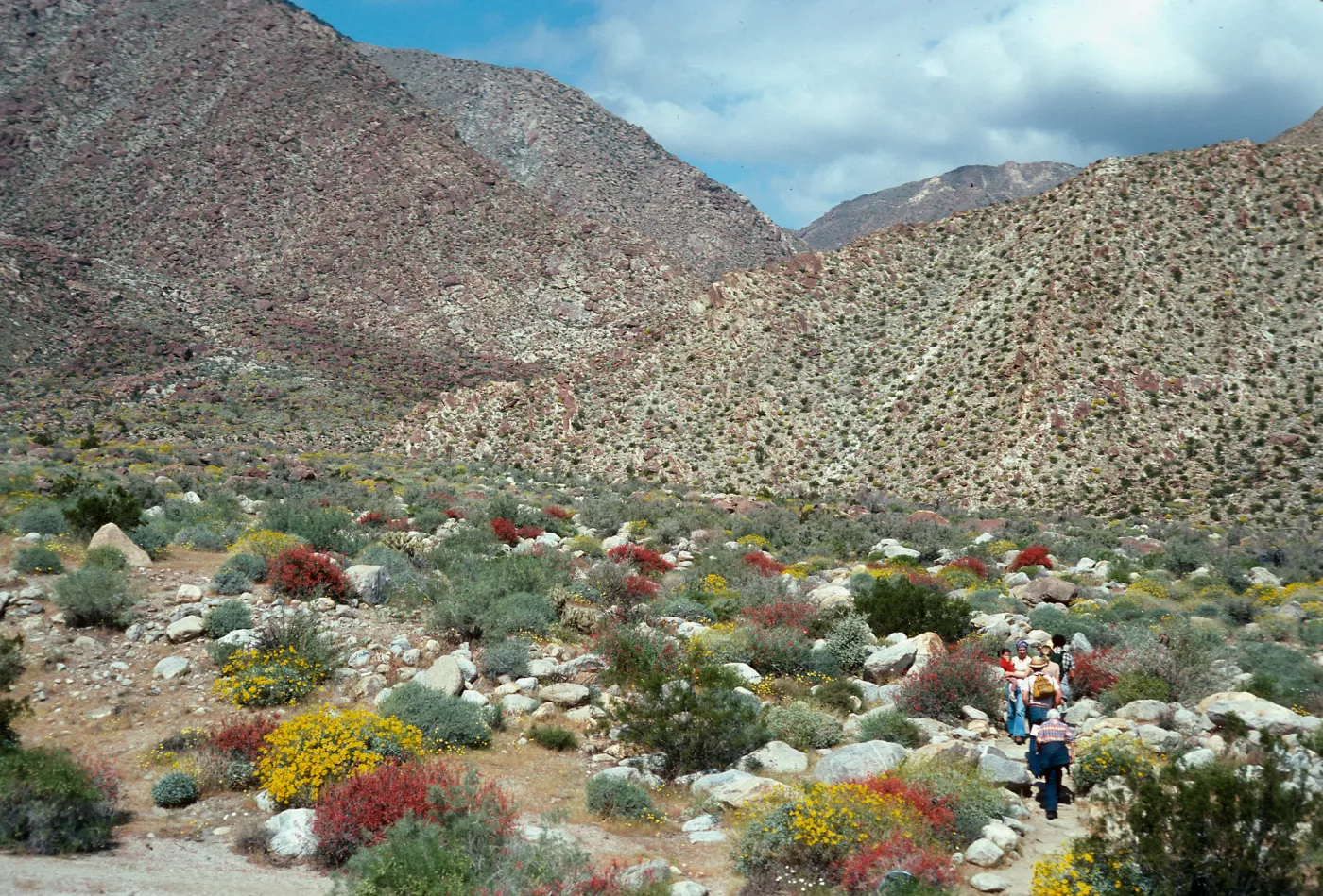 Encelia-Beloperone californica, Borrego Palm Canyon, Anza-Borrego