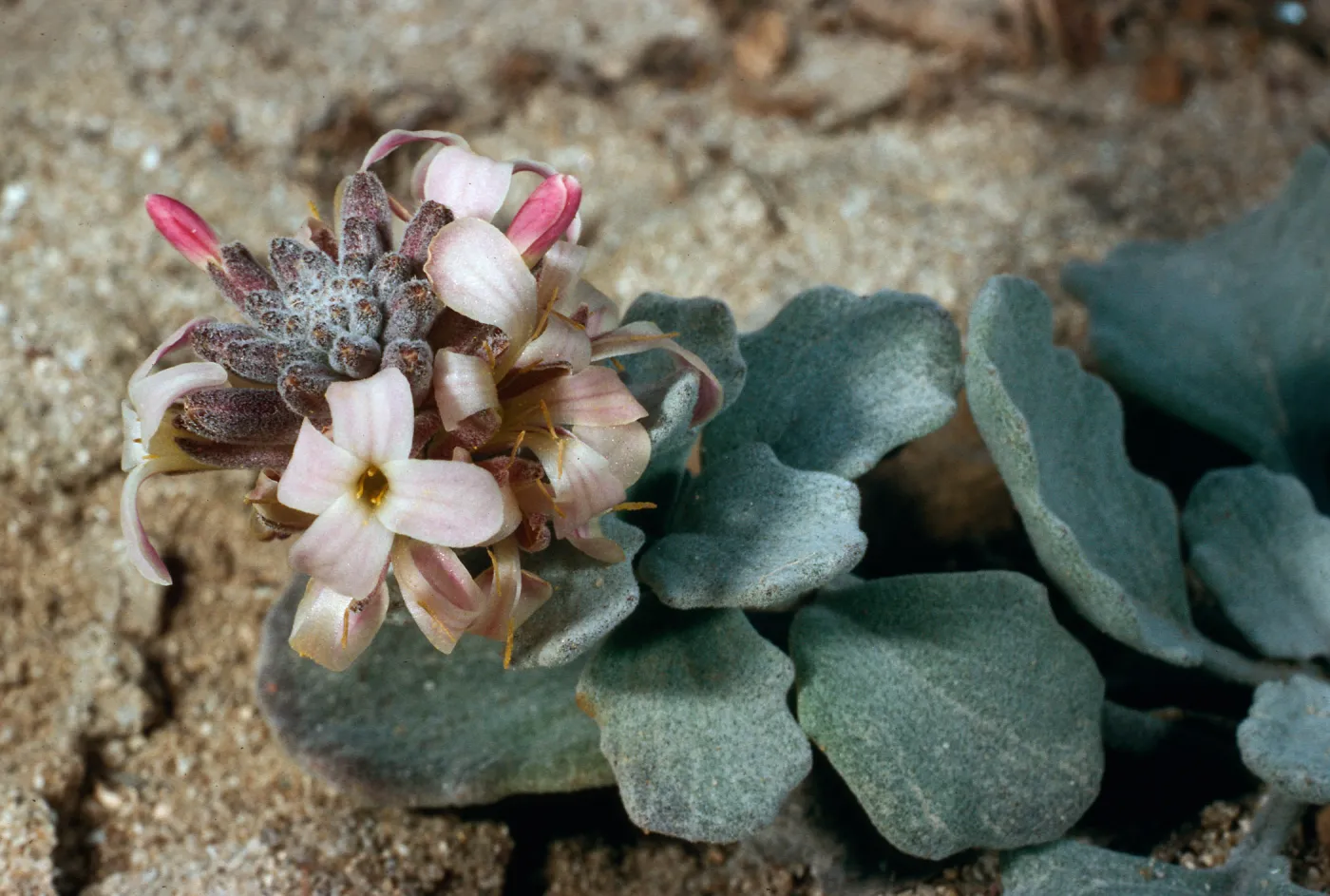 Dithyrea maritima, Vizcaino Peninsula, San Nicolas Island