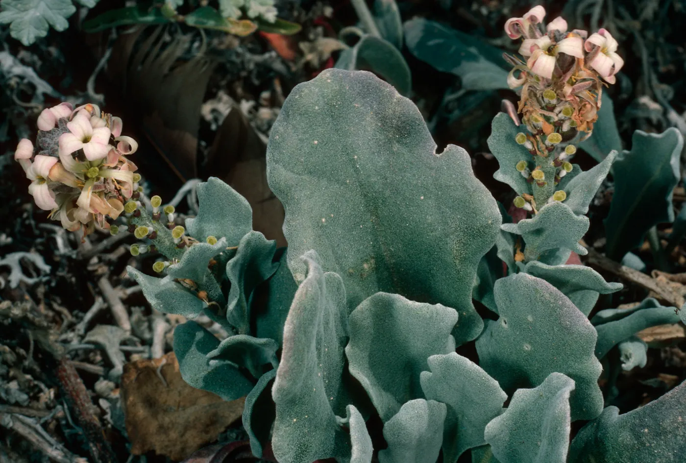 Dithyrea maritima, East of Seal Beach, Southwest end, San Nicolas Island