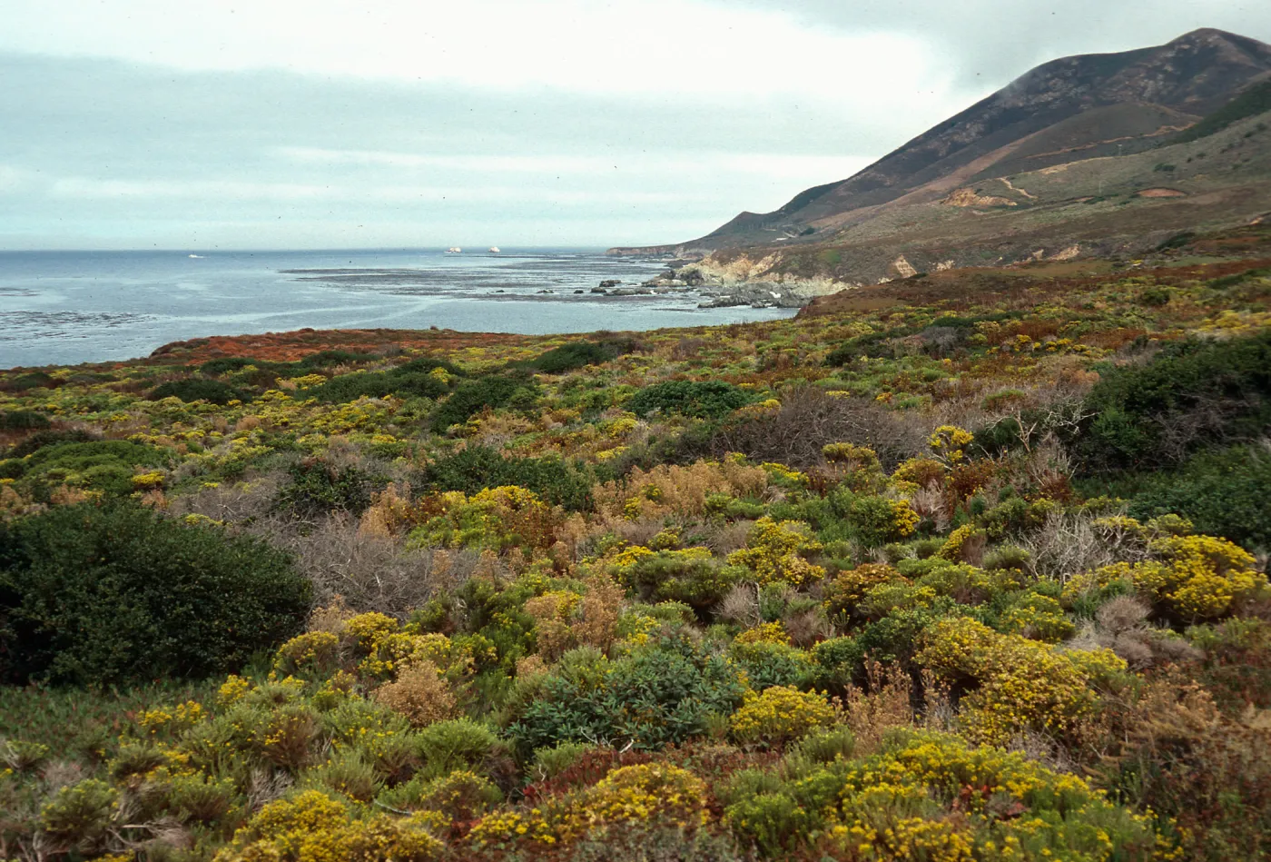 Haplopappus ericoides, looking North from Garrapata Beach, North of Big Sur, Monterey County