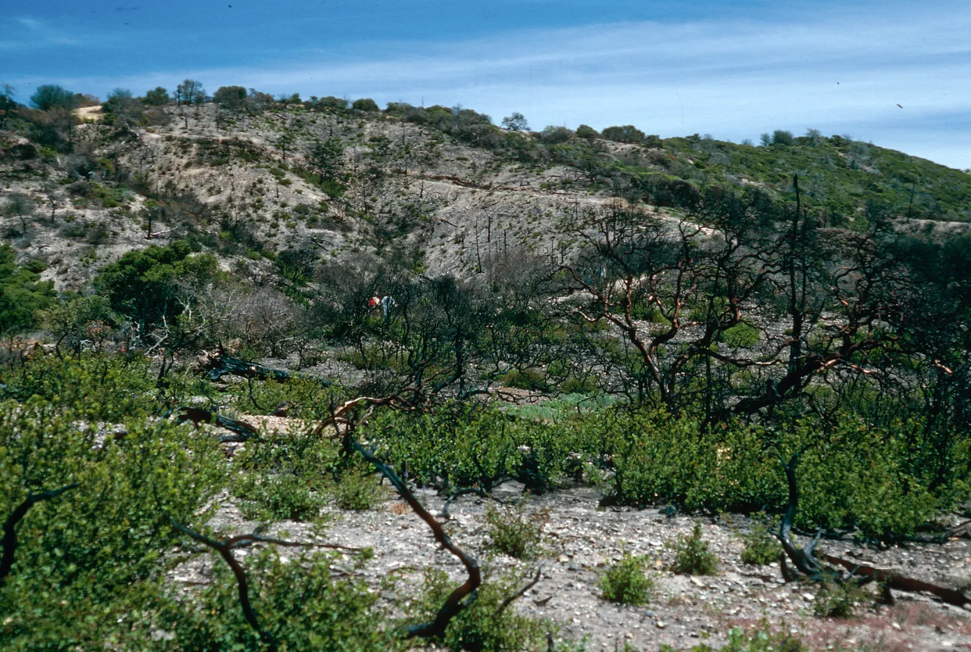 China Pines, after fire of December, 1994, Santa Cruz Island