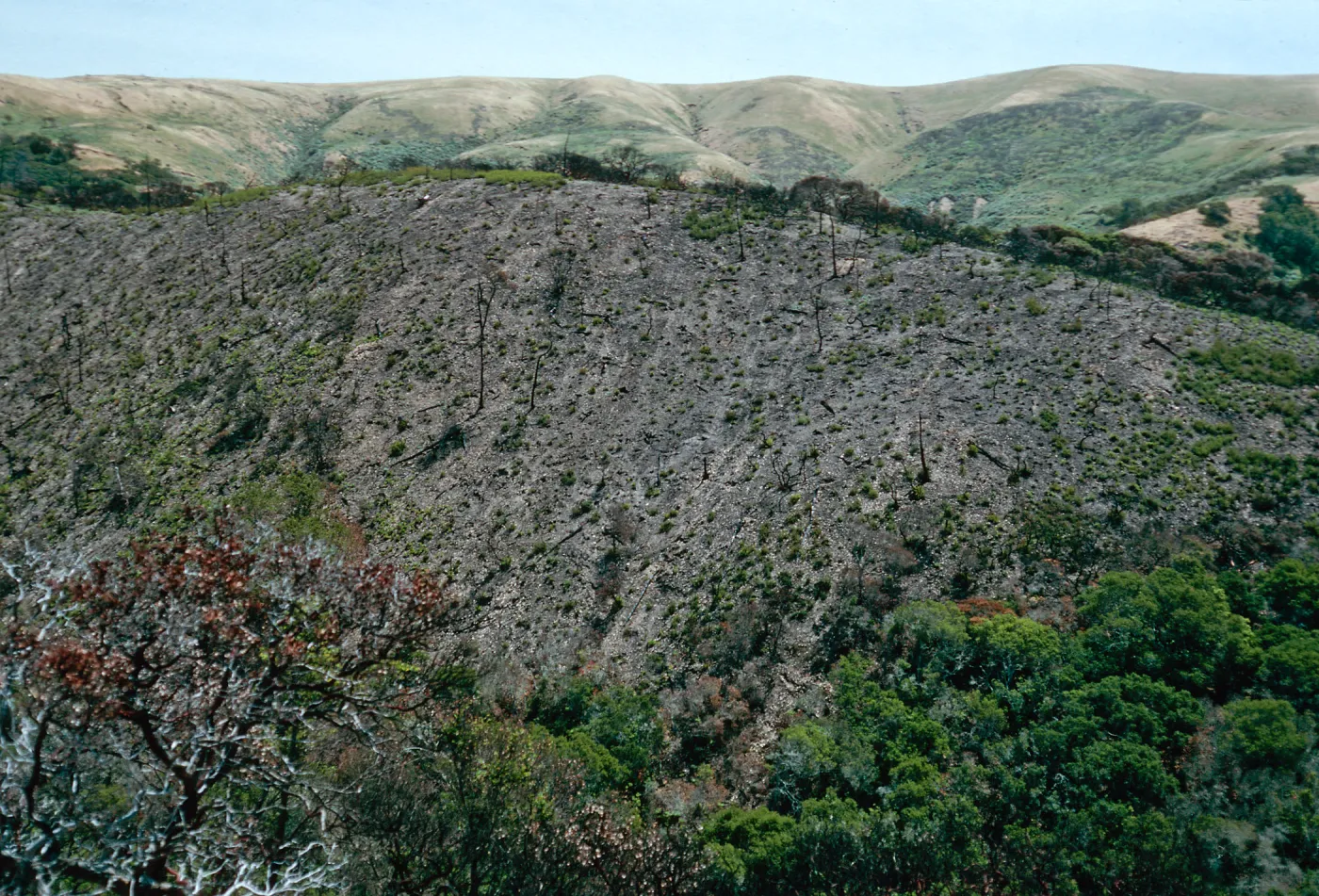 China Pines, after fire of December,1994, Santa Cruz Island