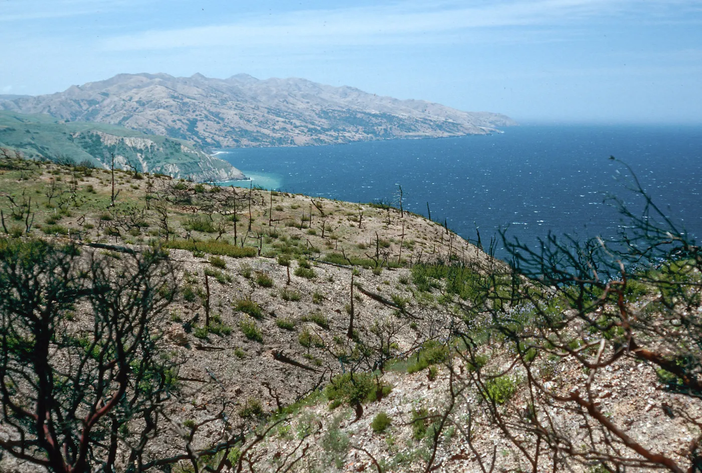 China Pines, after fire of December,1994, Santa Cruz Island