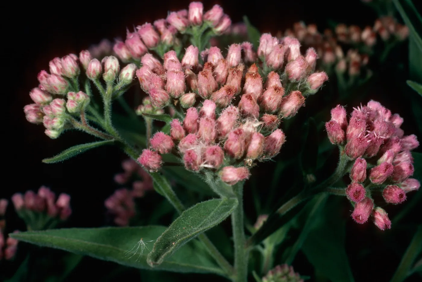 Pluchea odorata, (=purpuraceus), Santa Cruz Island