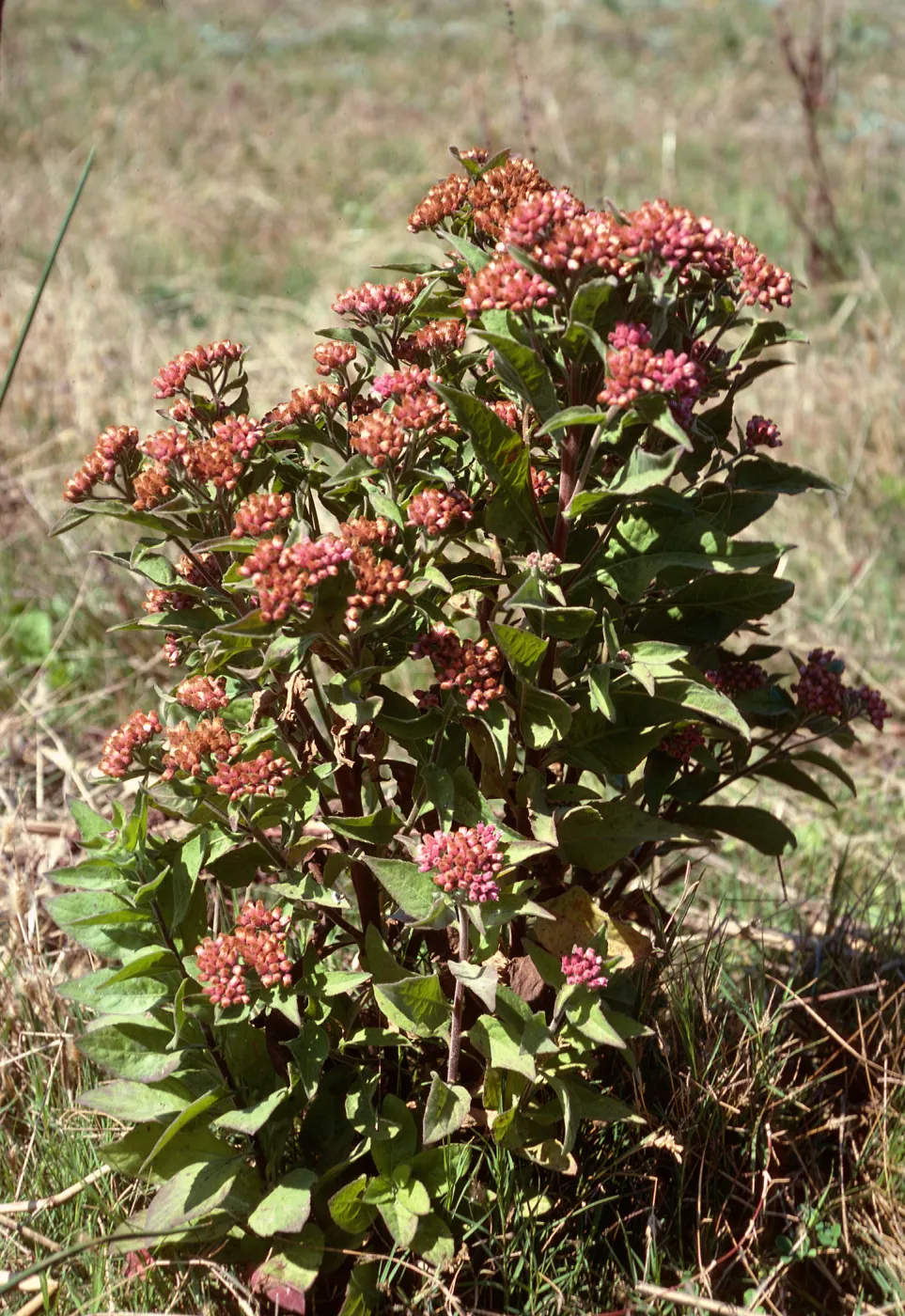 Pluchea purpurescens, Prisoners Harbor, Santa Cruz Island