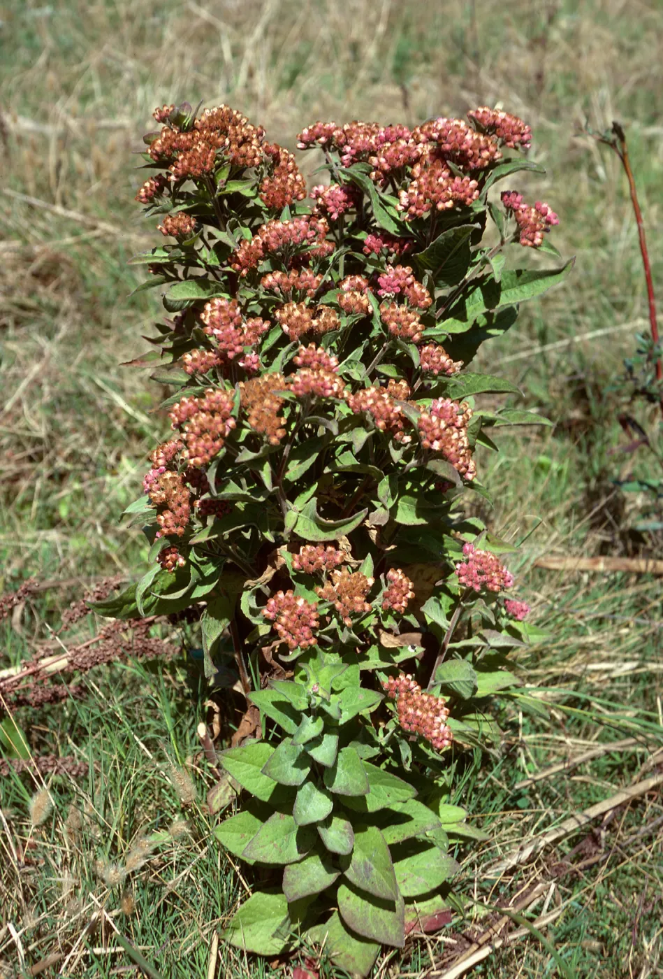 Pluchea purpurescens, Prisoners Harbor, Santa Cruz Island