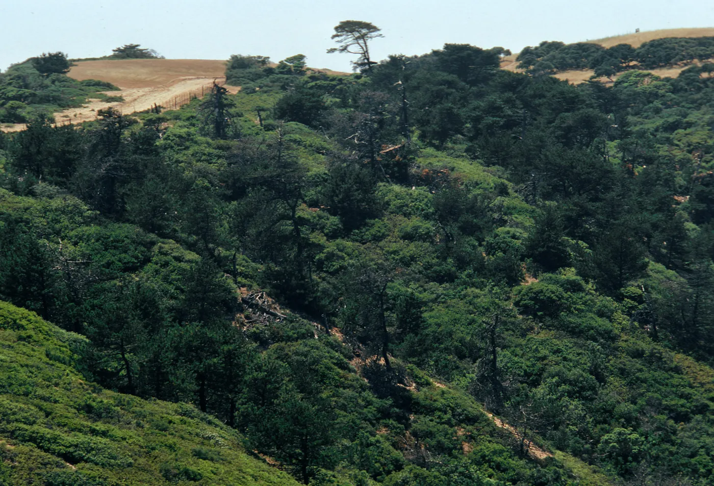 Los Pinos del Sur, Santa Cruz Island